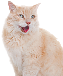 Yellow cat with open mouth